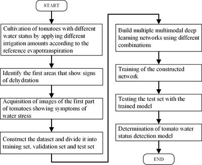 Study on the detection of water status of tomato (Solanum lycopersicum L.) by multimodal deep learning